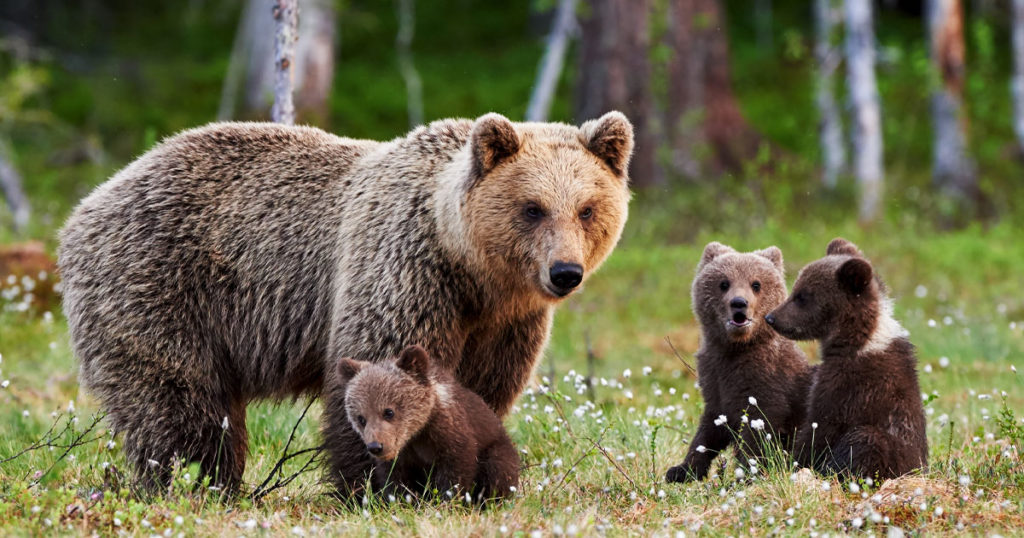 Illinois Woman Charged with Two Counts of Disturbing Bears in Yellowstone