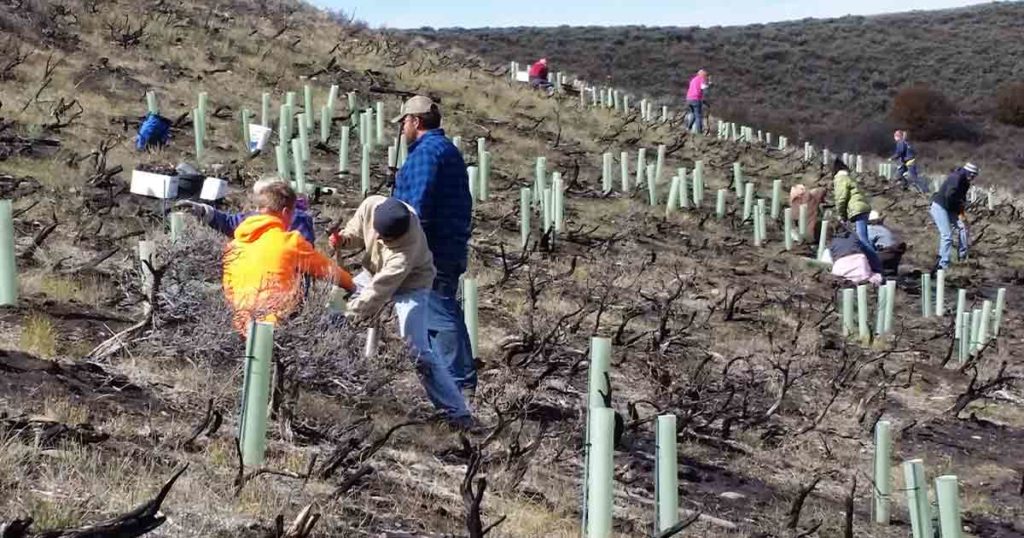 Volunteers Needed for Mule Deer Habitat Project near Pinedale
