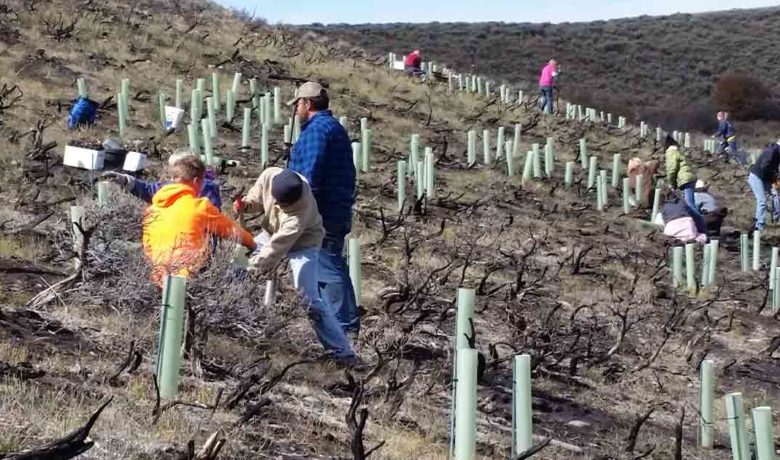 Volunteers Needed for Mule Deer Habitat Project near Pinedale