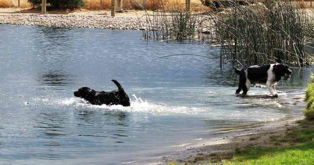 Bitter Creek Bark Park Named Best Park in Wyoming