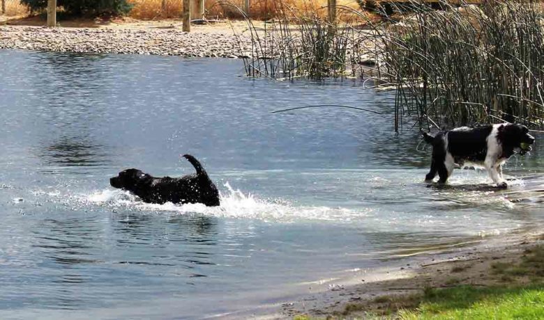 Bitter Creek Bark Park Named Best Park in Wyoming