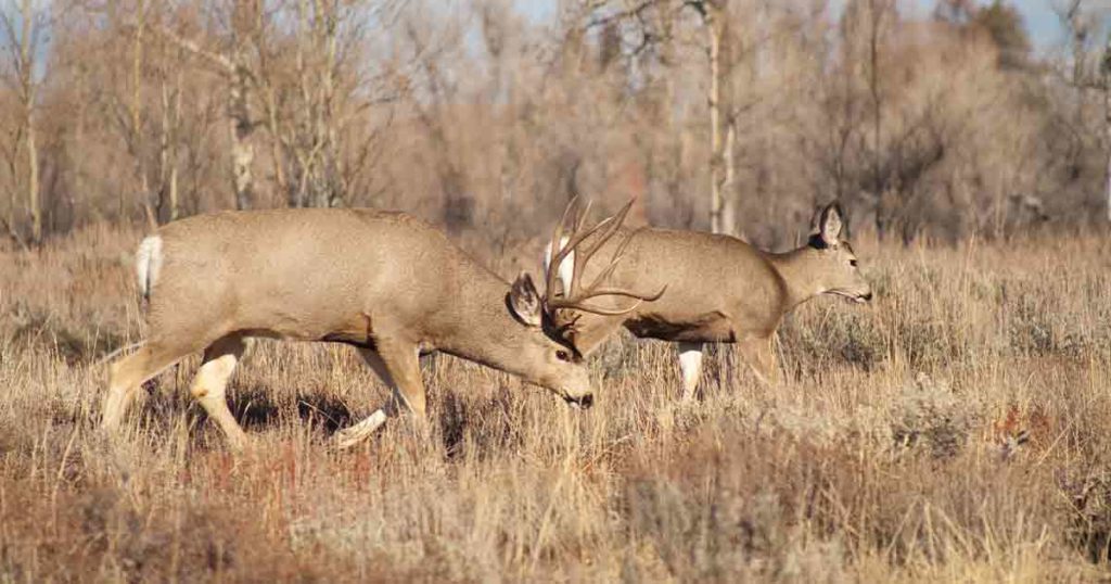 Game and Fish Begins Implementing 2023 Legislative Changes