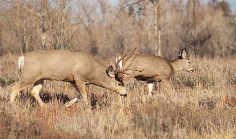Information Sought on Mule Deer Poaching Case near Baggs