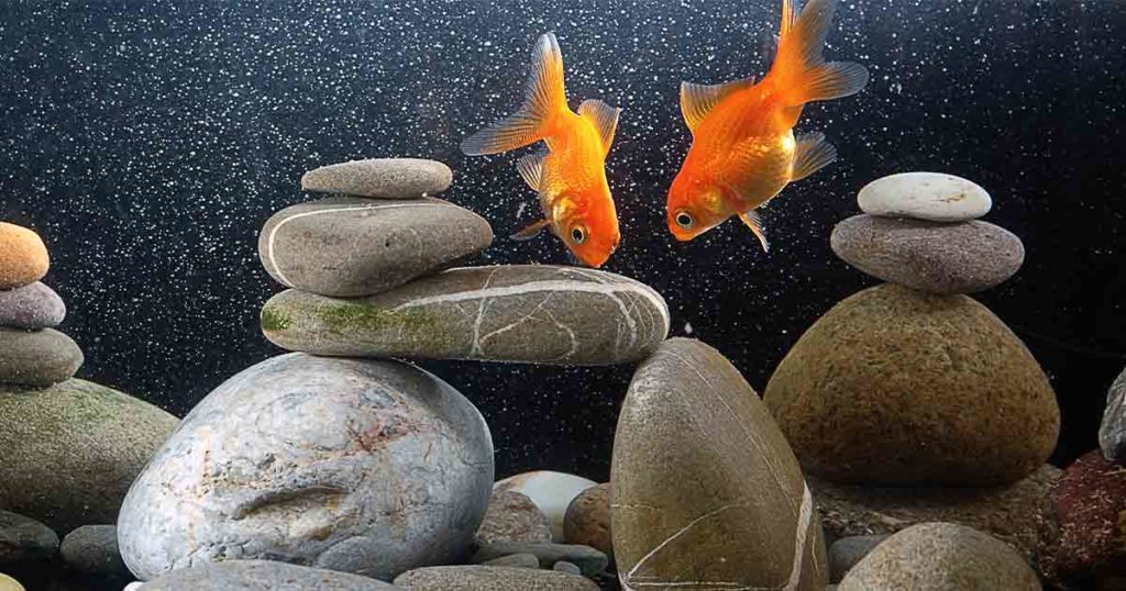 Goldfish Discovered in Rock Springs Ponds Could Cause Problems for Local Fisheries