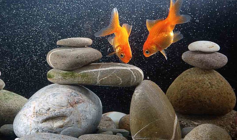 Goldfish Discovered in Rock Springs Ponds Could Cause Problems for Local Fisheries