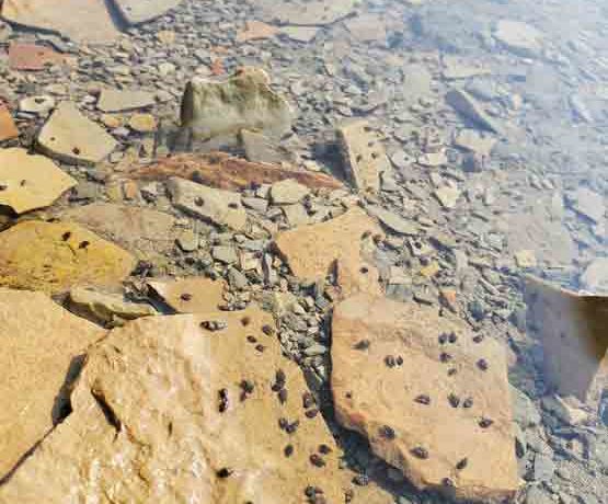 Invasive Snail Found Near Laramie After Being Discovered in Flaming Gorge