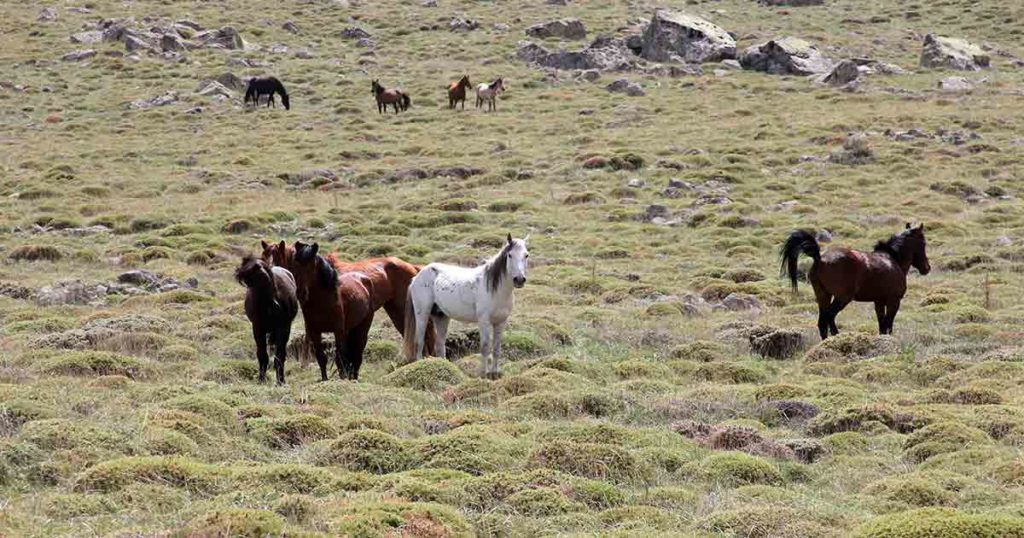 BLM Approves Removal of Wild Horses in Adobe Town Herd