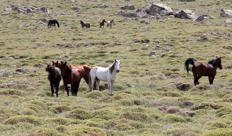 BLM Approves Removal of Wild Horses in Adobe Town Herd