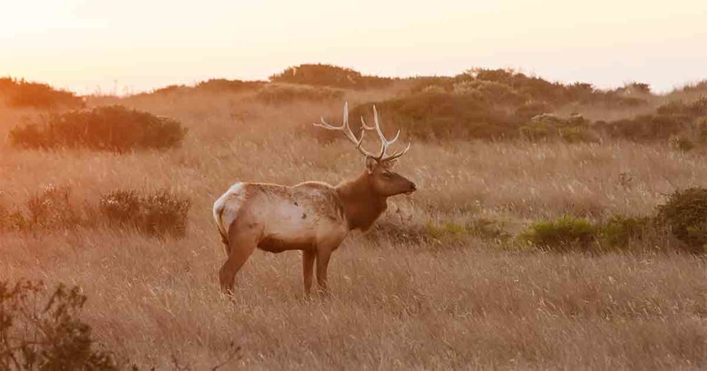 Hunters Urged to Properly Dispose of Big Game Carcasses