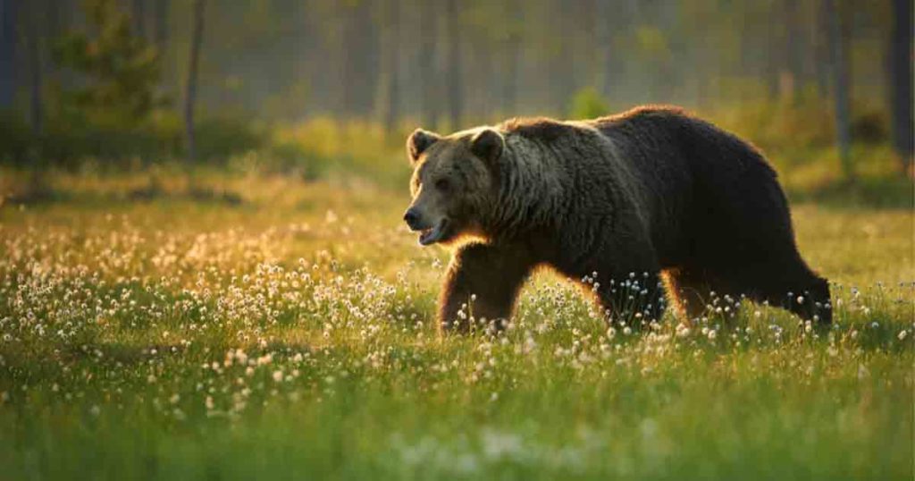 Wyoming Pursues Delisting of Grizzly Bears From Endangered Species Act