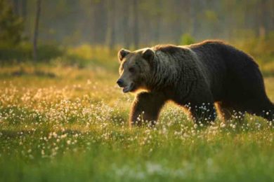Man Injured by Grizzly Bear in Shoshone National Forest