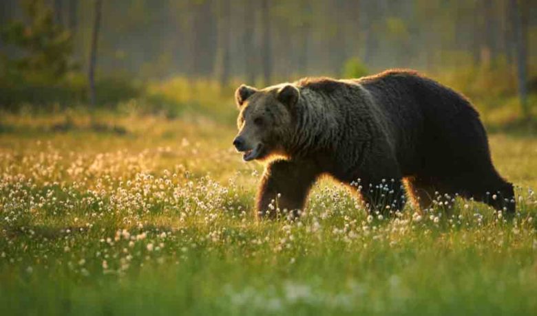 Wyoming Pursues Delisting of Grizzly Bears From Endangered Species Act