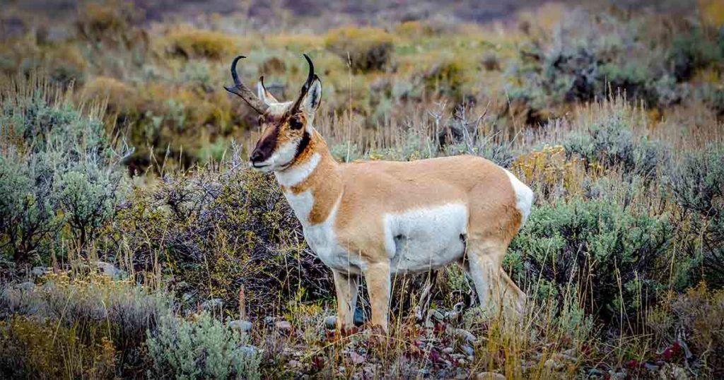 Applications Are Being Accepted for Antelope Hunt Event Licenses