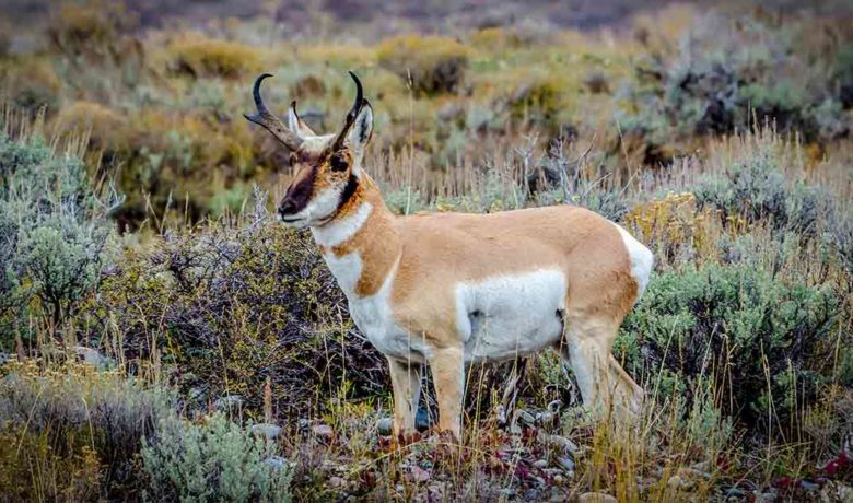 Information Sought on 2 Pronghorn Poached near Riverton