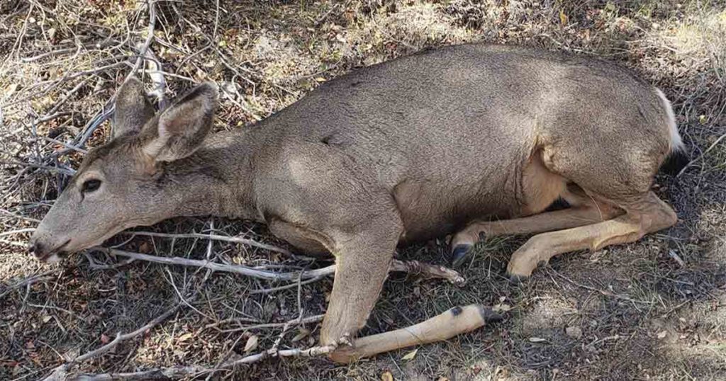 Information Sought on Mule Deer Poaching near Green River