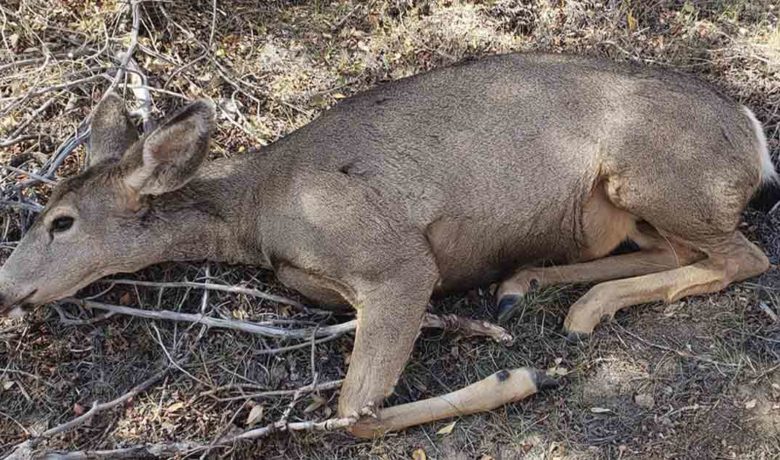 Information Sought on Mule Deer Poaching near Green River