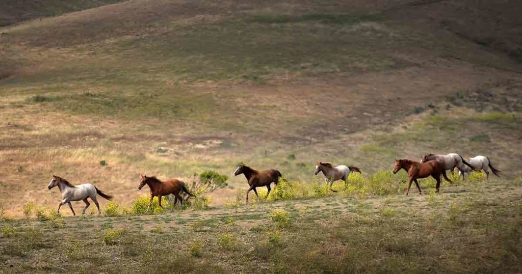 BLM Releases Amendments to Rock Springs Wild Horse Management Plan
