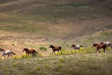 BLM to Host Five Wild Horse Adoption Events in September