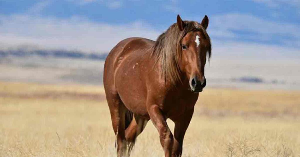 BLM Proposes White Mountain Horse Gather Operation