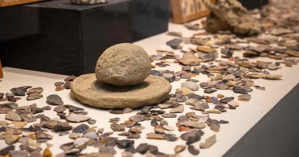 Local Collectors’ Exhibit Showcased at Western’s Natural History Museum