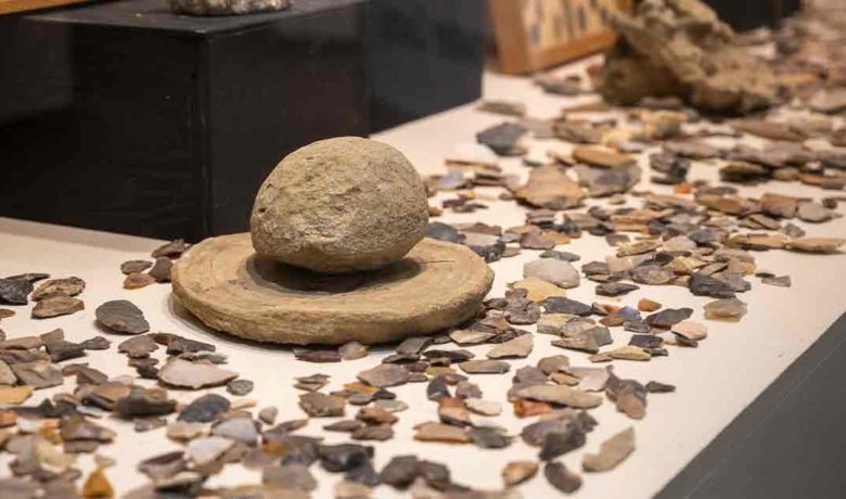 Local Collectors’ Exhibit Showcased at Western’s Natural History Museum