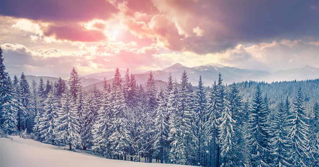 Christmas Tree Permits are Available for Bridger-Teton National Forest