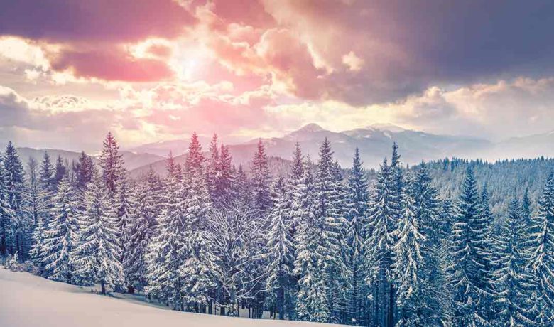 Christmas Tree Permits are Available for Bridger-Teton National Forest