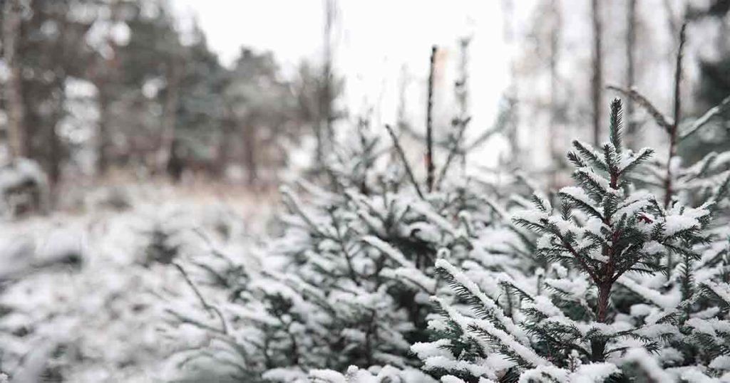 Christmas Tree Permits Now Available for BLM Lands