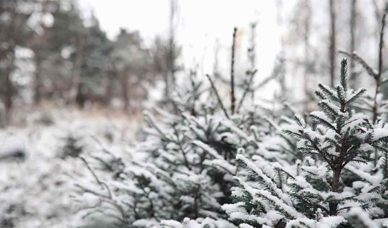 BLM Christmas Tree Permits are Now Available