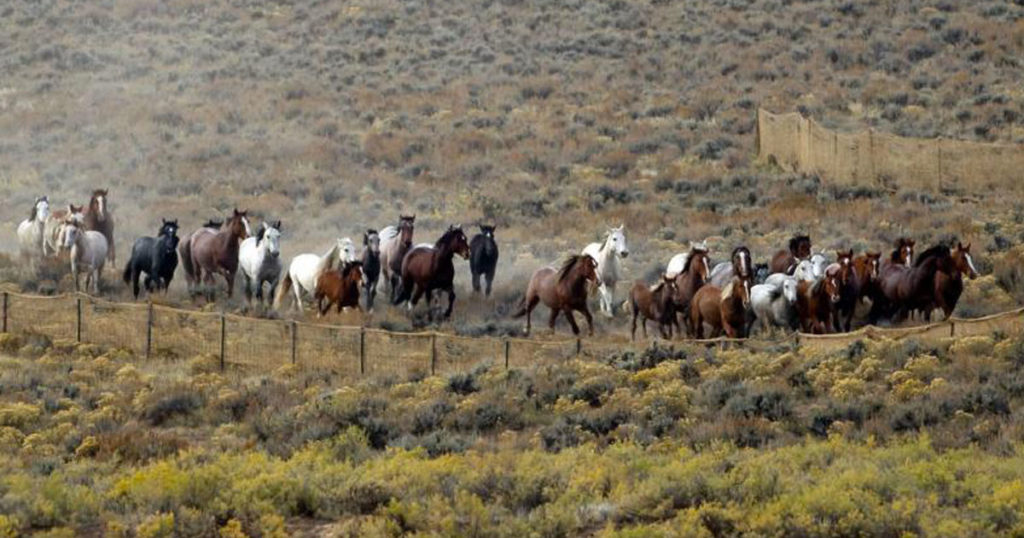 Wild Horse Roundup Drawing Criticism from National Campaign