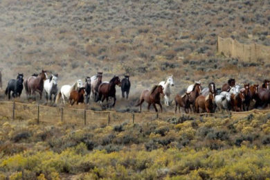 Wild Horse Roundup Drawing Criticism from National Campaign