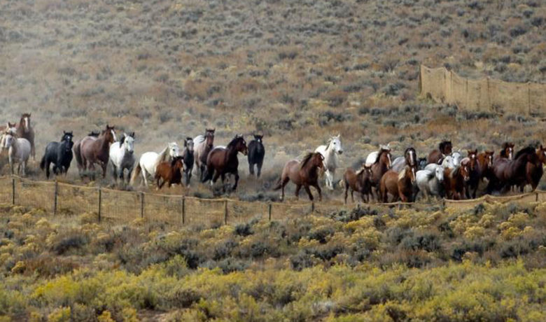 Wild Horse Roundup Drawing Criticism from National Campaign