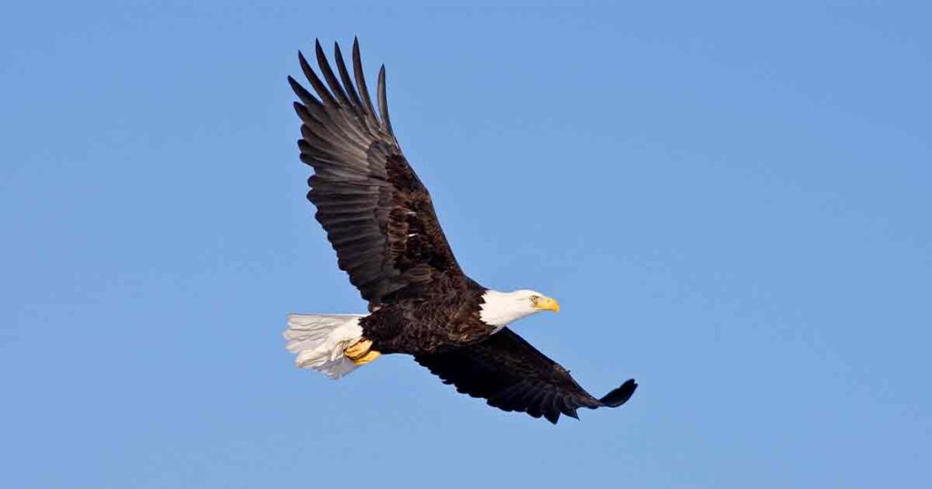 BLM Seeks Volunteers for Bald Eagle Survey