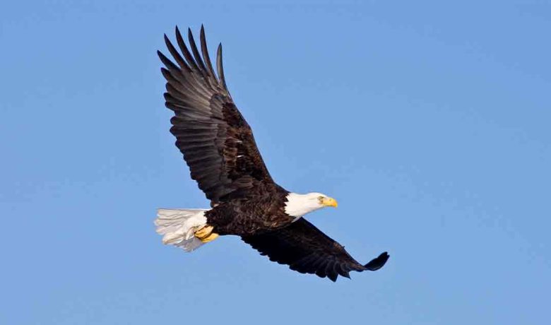 BLM Seeks Volunteers for Bald Eagle Survey