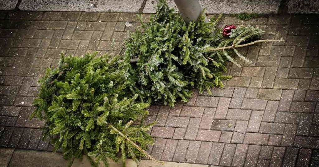 Rock Springs Offers Free Christmas Tree Recycling