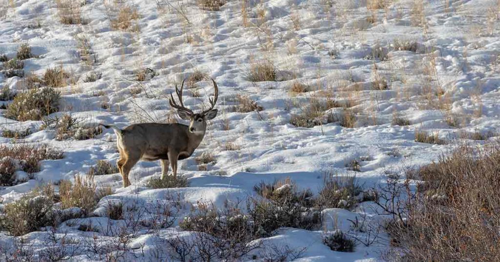 Game and Fish to Host Mule Deer Meetings