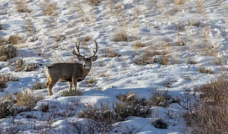 Game and Fish to Host Mule Deer Meetings