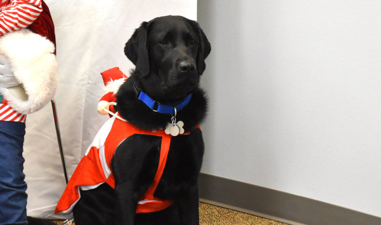 GR Council to Consider Donation Program for Therapy Canine