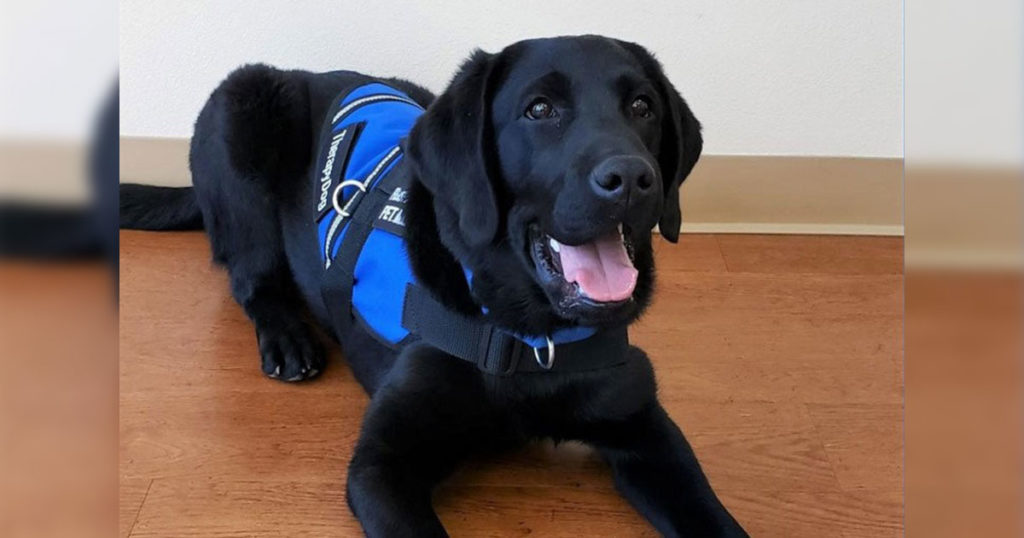 Therapy Canine Donation Program Approved by GR City Council