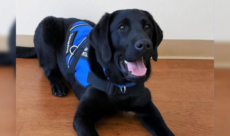 Therapy Canine Donation Program Approved by GR City Council