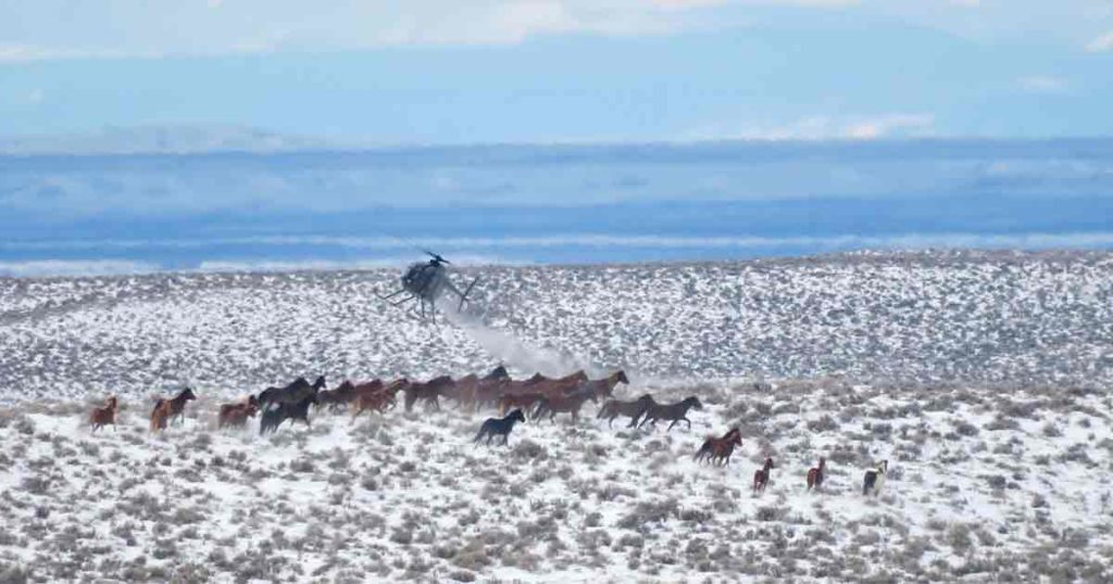 OPINION: Four Wild Horses Perish as Largest Federal Roundup in History Resumes