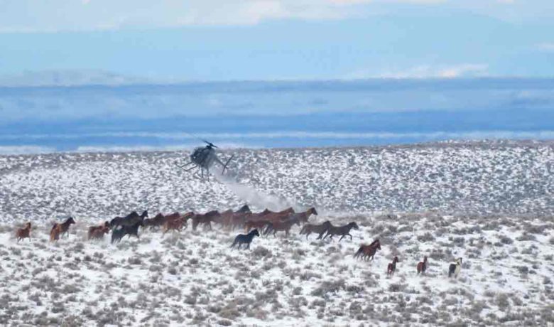 OPINION: Four Wild Horses Perish as Largest Federal Roundup in History Resumes
