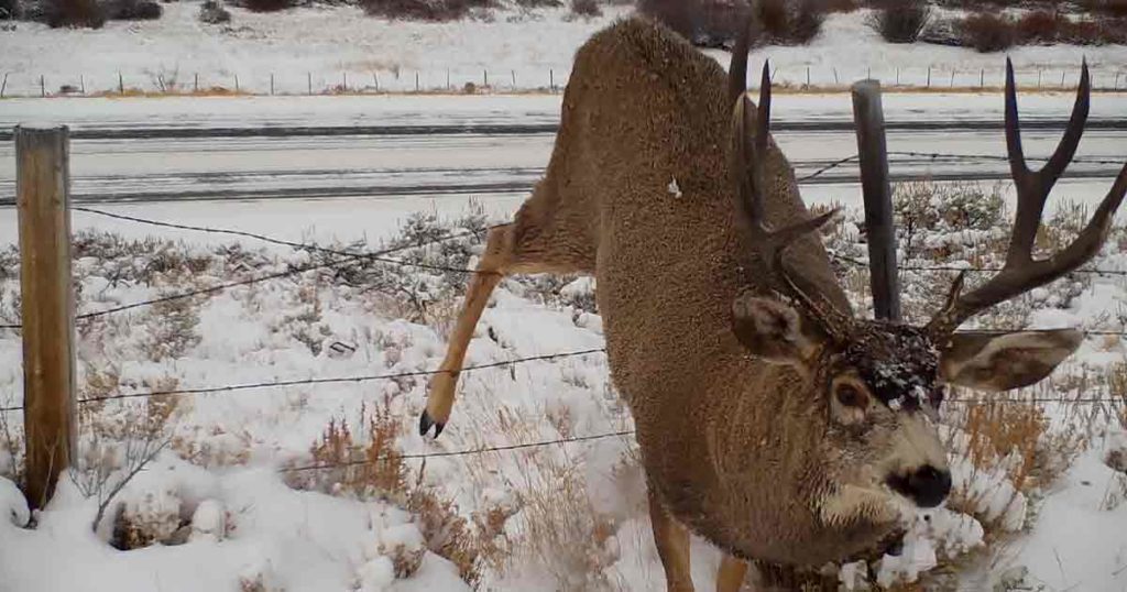 UW-Produced Film Explores Barriers to Big-Game Migration