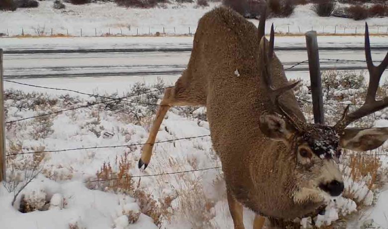 UW-Produced Film Explores Barriers to Big-Game Migration