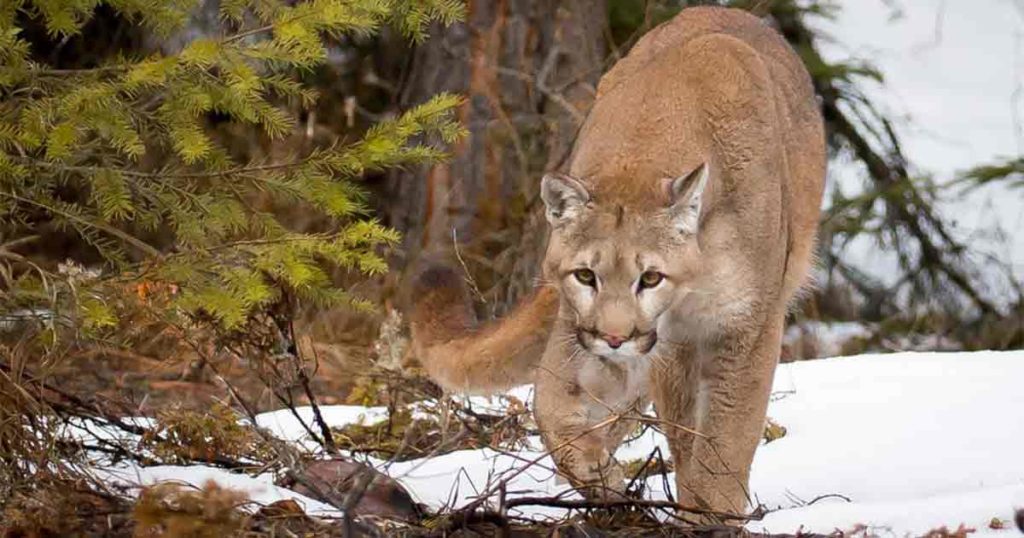 Mountain Lion Euthanized after Deer Found Killed in Lander Yard
