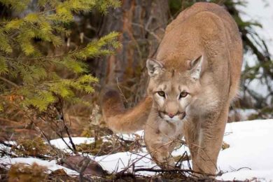 Mountain Lion Euthanized after Deer Found Killed in Lander Yard