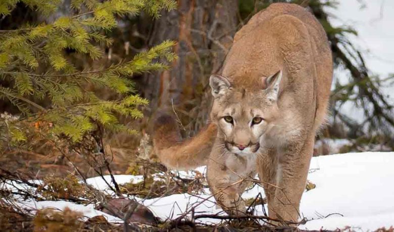 Mountain Lion Euthanized after Deer Found Killed in Lander Yard
