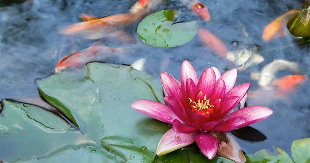 Pond and Garden Home Owners Sought for This Year’s Tour