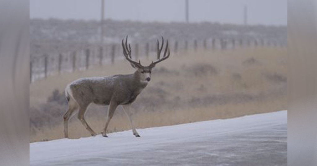 VIDEO: Wildlife Migration Strategy Complete for Dubois Project
