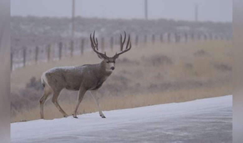 VIDEO: Wildlife Migration Strategy Complete for Dubois Project